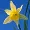 IconUtils Crack Plus Activator