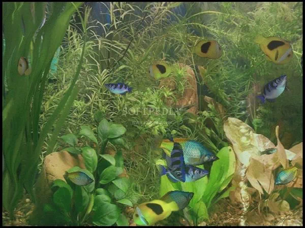 Aqua 3D Screensaver Crack With License Key Latest