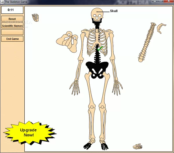 Skeleton Constructor Keygen Full Version
